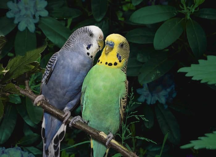 “Ze knuffelen de hele dag door”